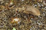pomatinus-substriatus3-foto-koehler