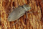 pomatinus-substriatus4-foto-koehler