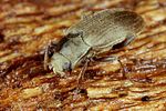 pomatinus-substriatus5-foto-koehler