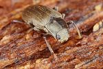 pomatinus-substriatus6-foto-koehler