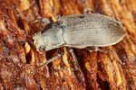 pomatinus-substriatus7-foto-koehler
