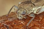 potamophilus-acuminatus-detail-foto-koehler