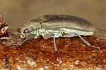 potamophilus-acuminatus-foto-koehler