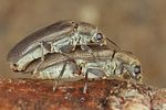 potamophilus-acuminatus-paar-foto-koehler