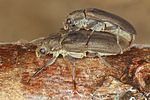 potamophilus-acuminatus-paar2-foto-koehler