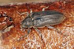 potamophilus-acuminatus2-foto-koehler