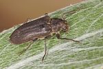 potamophilus-acuminatus4-foto-koehler