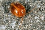 prionocyphon-serricornis-foto-krejcik