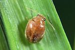 prionocyphon-serricornis-foto-weidlich
