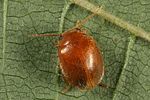prionocyphon-serricornis2-foto-altmann