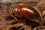 prionocyphon-serricornis2-foto-koehler