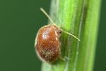 prionocyphon-serricornis2-foto-weidlich