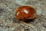 prionocyphon-serricornis3-foto-koehler