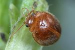 prionocyphon-serricornis3-foto-weidlich