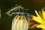 psilothrix-viridicoerulea-couple2-foto-krejcik