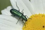 psilothrix-viridicoerulea-foto-gallego