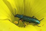 psilothrix-viridicoerulea-foto-jacinto