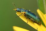 psilothrix-viridicoerulea-foto-kremer