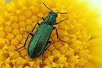 psilothrix-viridicoerulea-foto-lartigau