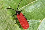 pyropterus-nigroruber-foto-altmann
