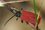 pyropterus-nigroruber-foto-brueckner