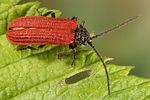 pyropterus-nigroruber-foto-koehler