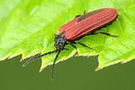 pyropterus-nigroruber-foto-krejcik