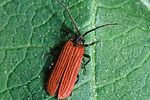 pyropterus-nigroruber-foto-polacek