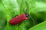 pyropterus-nigroruber-foto-swadzba