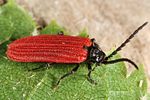 pyropterus-nigroruber2-foto-altmann