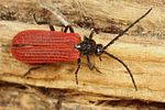 pyropterus-nigroruber2-foto-koehler