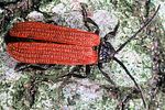 pyropterus-nigroruber2-foto-polacek