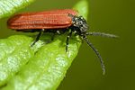 pyropterus-nigroruber2-foto-royle