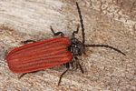 pyropterus-nigroruber3-foto-koehler