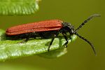 pyropterus-nigroruber3-foto-royle