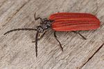 pyropterus-nigroruber4-foto-koehler