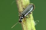 rhagonycha-atra-foto-weidlich