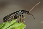 rhagonycha-atra2-foto-koehler
