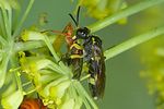 rhagonycha-fulva-eatenbytenthredozonula-foto-auer
