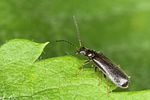rhagonycha-gallica-foto-jas