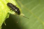 rhagonycha-gallica-foto-koehler