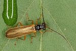 rhagonycha-lignosa-foto-koehler