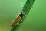 rhagonycha-lignosa-foto-swadzba