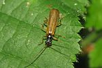 rhagonycha-lignosa2-foto-brueckner