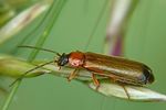 rhagonycha-lutea-foto-auer