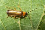 rhagonycha-lutea-foto-koehler