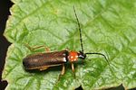 rhagonycha-lutea-foto-rindlisbacher