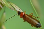 rhagonycha-lutea2-foto-auer