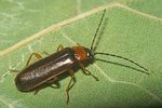 rhagonycha-lutea2-foto-koehler