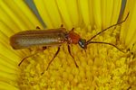 rhagonycha-nigriceps-foto-koehler